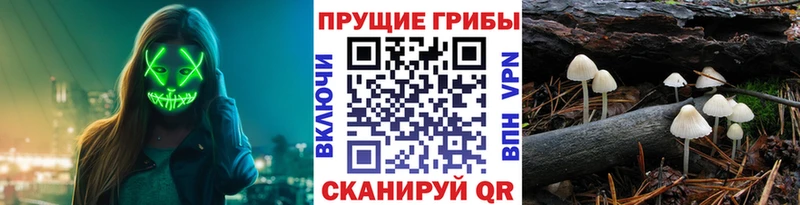 Псилоцибиновые грибы GOLDEN TEACHER  купить наркотики сайты  Михайловск 